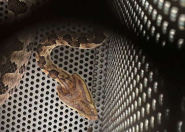 瑞芳區瑞濱國小電話報案，學校辦公室內有蛇，瑞芳動物之家趕緊派人前往處理。圖／新北市政府提供