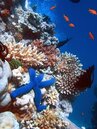 澳洲大堡礁復育　珊瑚覆蓋面積36年來新高