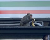 潑猴闖阿里山森林遊樂區小七搶香蕉　遊客目擊驚嚇