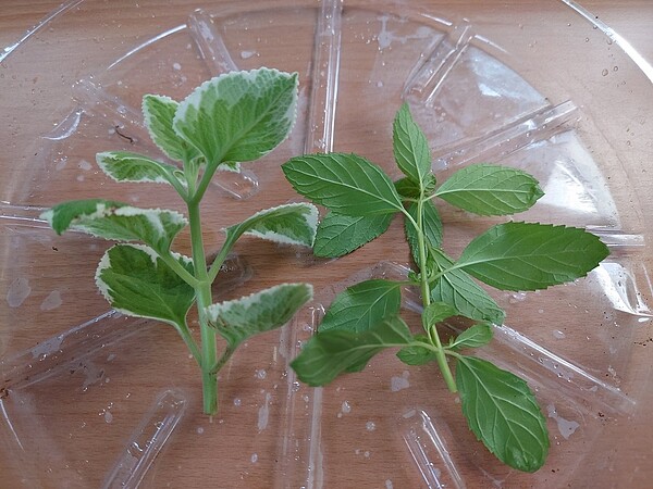 剪取健壯的合適枝條,一般會取至少三節(左:鑲邊左手香、右:土薄荷)。圖/景觀處提供