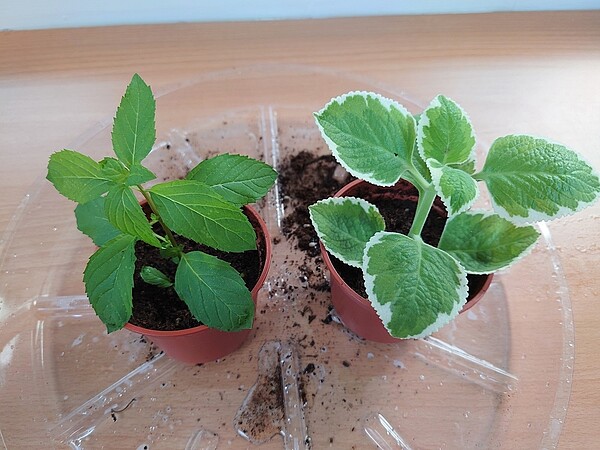 將尾端3~4公分葉子拔除後插入土約一節(左:土薄荷、右:鑲邊左手香)。圖/景觀處提供