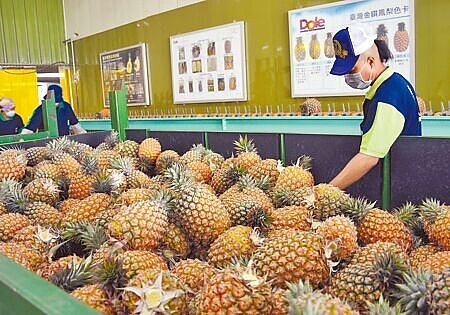農委會主委陳吉仲多次提到台灣鳳梨將成「進攻型農產」,專家指出,台灣鳳梨究竟要站穩日本什麼市場定位,不見政府有任何想法,空有口號。圖為示意圖。(本報資料照片)