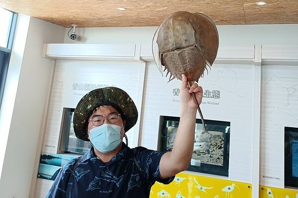 新竹香山濕地發現8隻活化石稚鱟。圖/新竹市產發處提供