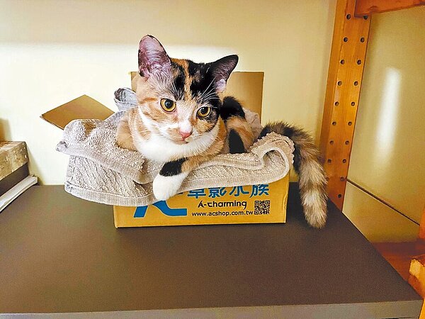 日前新北市永和區秀朗路上一家私人動物收容中心,門口被棄置兩只紙袋,裡頭裝有幼貓,所幸幼貓經過照顧後恢復健康,也被好心人士領養。(新北市動保處提供/李奇叡新北傳真)