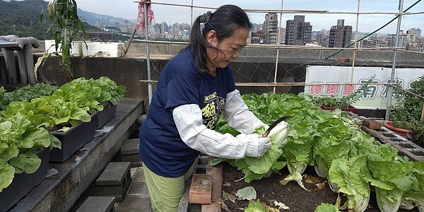 在里辦公室頂樓打造綠屋頂。圖片由里長高林玉嬌提供
