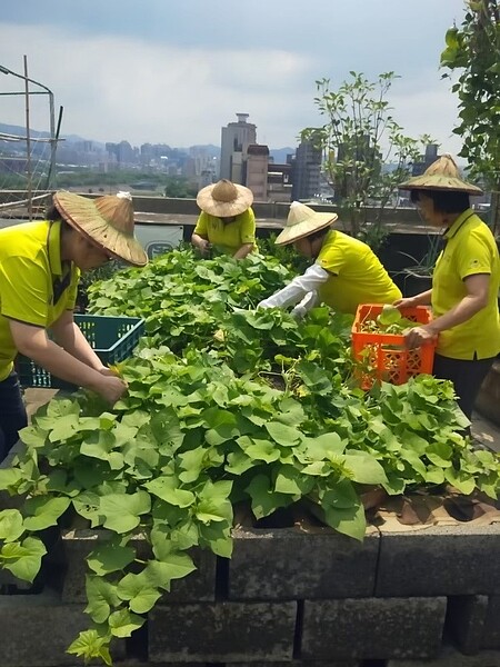 里辦公室樓上美麗的綠屋頂。圖片由里長高林玉嬌提供
