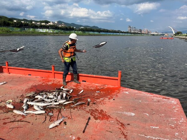 水利處工作船撈除死魚作業。圖／環保局提供