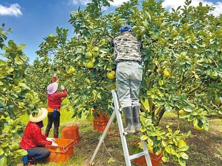 下個月10日就是中秋節,雲林縣斗六市的文旦果農本周起陸續採收。(周麗蘭攝)