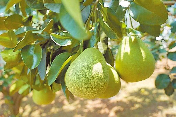 對岸突然對我發出柑橘類水果禁令，文旦旺季將到，對果農造成不少壓力。（新北市農業局提供／蔡雯如新北傳真）