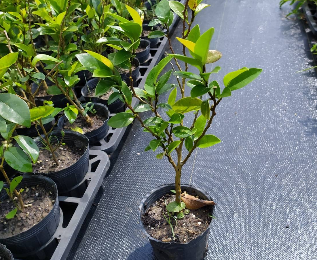 凡持有新北市土地有造林需求的民眾,只要備齊身分證正反面影本、土地合法使用證明、土地現況照片等資料,即可向土地所在地之區公所申請免費苗木。圖/新北市府提供