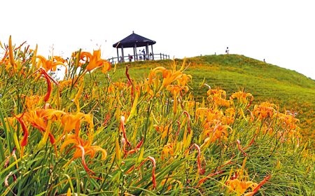 台東縣太麻里金針山海拔1000公尺山區的金針花已盛開，但是當地金針種植面積也逐年縮減。（莊哲權攝）