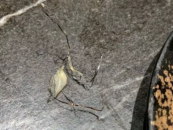 知名燒肉店被民眾指控吃到4條鋼絲。圖/翻攝自臉書爆怨公社