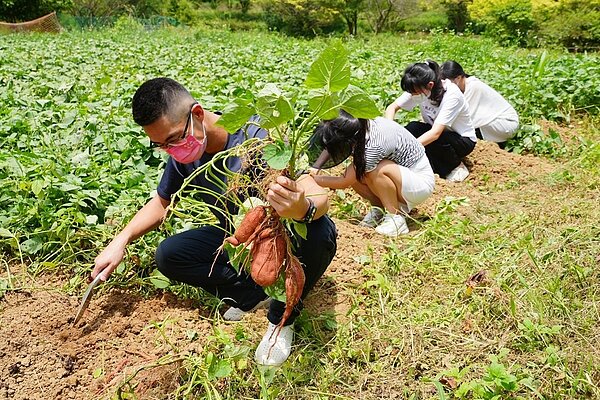 「2022金山甘藷季-點藷成金」主活動將在8月27日下午3點開始。圖/金山區公所提供
