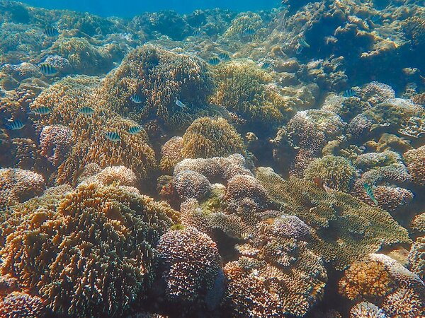 根據海保署調查，由於全球氣候暖化持續加劇，在台灣東部基翬珊瑚已有輕度白化現象。（海洋保育署提供／林雅惠傳真）