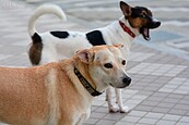 狂犬病來勢洶洶　中市禁認養流浪貓狗引怒火