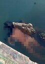 公園驚見鱷魚拖浮屍游過　25歲男不顧警語下水釀禍