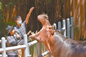 新竹動物園動物銳減　市府：減量送出