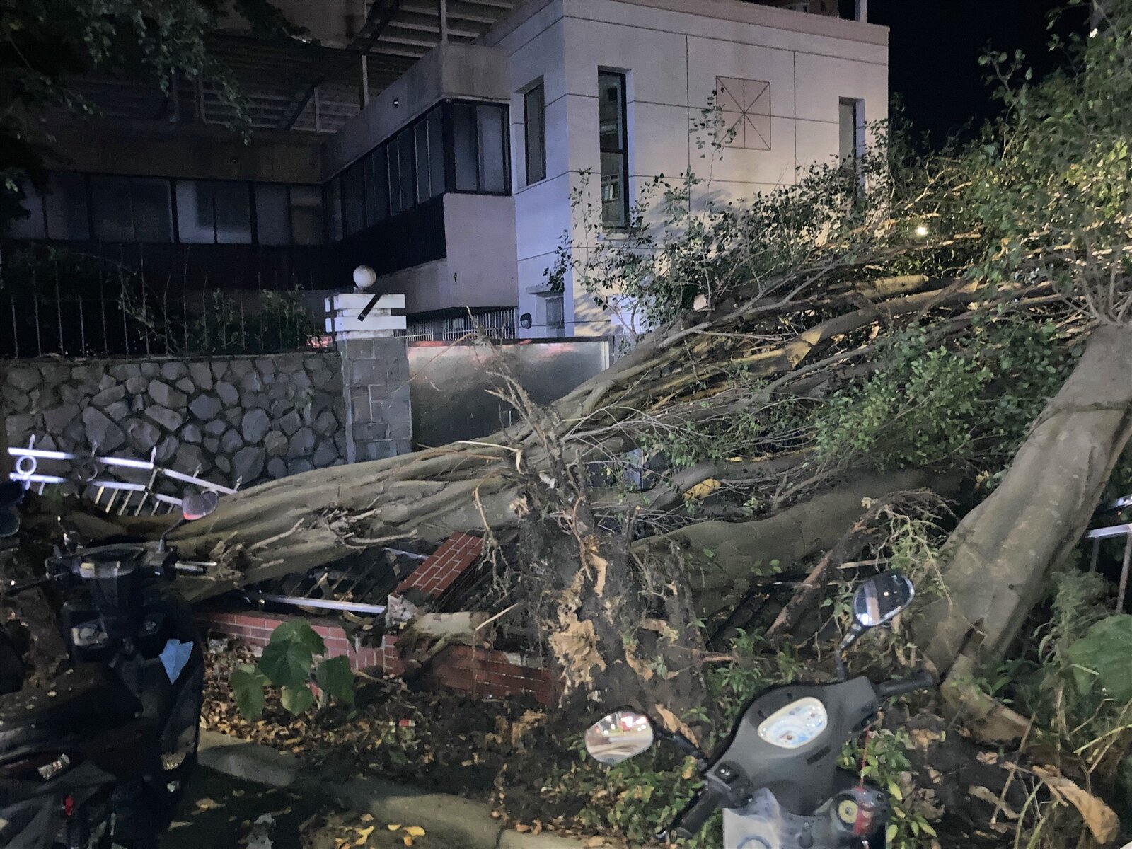 新北市新店區北新路二段有3棵樹不堪昨天強風豪雨倒塌,幸無人傷。記者翁至成/攝影