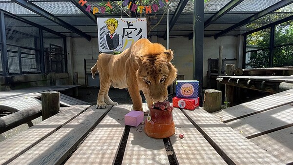 獅虎「阿彪」12歲，邁入壯年期，每年8月，屏科大保育類野生動物收容中心團隊們，都會製作生日禮物給阿彪。圖／屏科大保育類野生動物收容中心提供