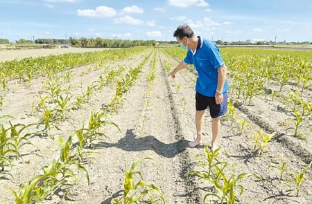 雲林縣北港地區今年第二期作硬質玉米出芽率差，田間看起來稀稀疏疏。（周麗蘭攝）