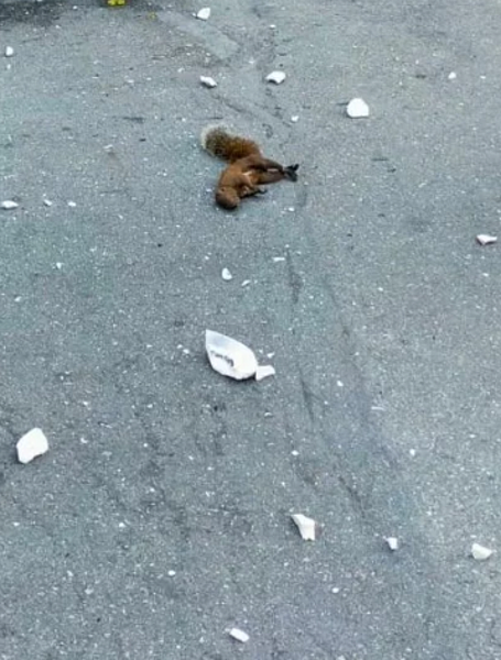 高雄今晨因松鼠出沒碰觸鼓山區變電所,造成左營等區8000多戶停電。記者王昭月/翻攝