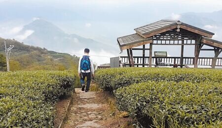 雲林縣古坑鄉二尖山步道名列全台百大必訪步道之一。(周麗蘭攝)