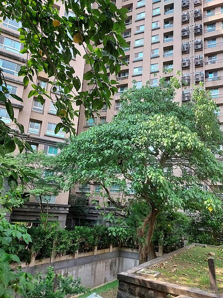 打造綠意盎然的積穗里。易小滿攝