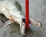 1條鱷雀鱔能吃掉1湖魚　中國電商賣幼苗　10多元包郵到家