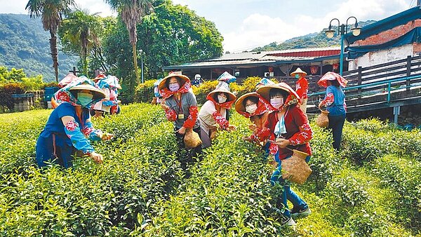 許多茶莊開放讓民眾體驗採茶,有不同的休閒樂趣,把茶的文化發揚下去。(摘自台北市鐵觀音包種茶研發推廣中心臉書粉絲專頁)