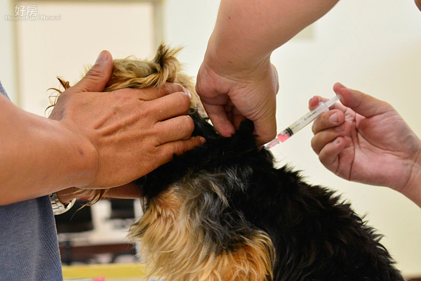 狂犬病施打疫苗,獸醫師幫狗狗施打疫苗情境圖,替代役男,新北市政府動物保護防疫處新店分處辦公室。(好房News記者 陳韋帆/攝影)