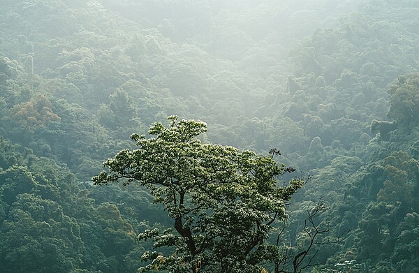 土城得天獨厚的山系步道及美麗的自然景觀、生態，馥華集團還認養「馥華之丘」基地旁的1500坪福林之丘公園。圖／馥華之丘提供