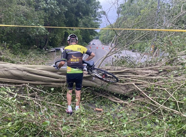 彰化市寶山路一棵高達30公尺的巨樹倒在路邊,現場拉出封鎖線。圖/讀者提供