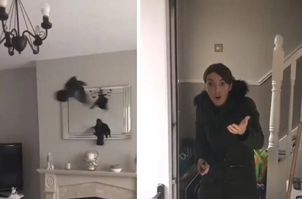 一名男子在屋內放了兩隻烏鴉給妻子當生日禮物，讓她超傻眼。圖／擷自Tik Tok