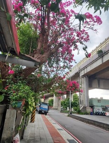 板橋和台北隔著華江橋。圖／易小滿攝

