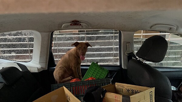 受困車內的犬隻。圖／北市動保處提供