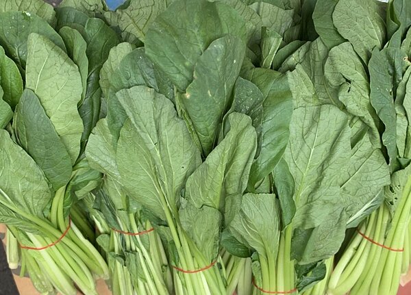 中央氣象局今晨發布颱風「軒嵐諾」海上陸上颱風警報，雲林縣蔬菜產區農民進行預防性採收。記者陳苡葳／攝影