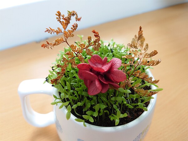 以手邊素材妝點火龍果種子森林。圖/新北市景觀處提供