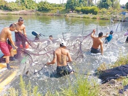 高雄養殖漁民多數與大型通路商契作，即使虱目魚價格近來飆漲，看得到卻賺不到。圖為漁民捕撈虱目魚。（本報資料照片）