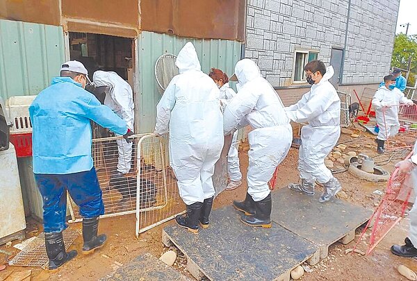 桃園市觀音區李姓愛媽狗園爆發不當飼養案,桃市府動保處目前已介入實際管理,後續將辦理送養,盼逐漸減少園內犬隻數量。(動保處提供)