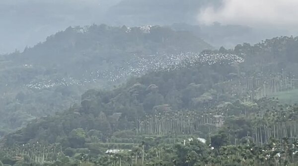 白露後8日20批6000多隻黃頭鷺，在嘉義梅山太興村上演成群由北往南遷徙秀。圖／太興村長簡慶輝提供

