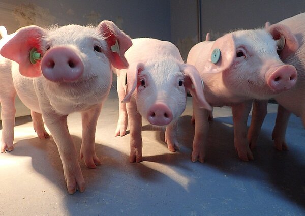 國人食肉板塊再度變動,根據最新統計資料顯示,國人每人每年牛、雞等各種肉品的食用量都在增加,連最困難的食魚量都增多了,唯一衰退的是豬肉。本報資料照片國人食肉板塊再度變動,根據最新統計資料顯示,國人每人每年牛、雞等各種肉品的食用量都在增加,連最困難的食魚量都增多了,唯一衰退的是豬肉。聯合報系資料照片