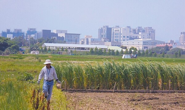 桃園紅火蟻防治面積占全台6成多,大溪、龍潭、觀音及楊梅區遭審計處點名,去年紅火蟻發生率較2018年還高。(桃園市政府農業局提供/陳夢茹桃園傳真)