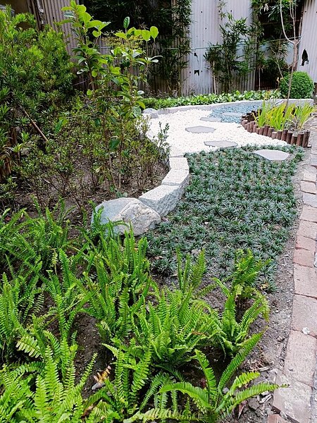 里長用心照顧綠化的防火巷,時常前來查勘植栽生長進度。圖/合鳳里辦公室臉書提供