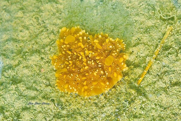 林園愛鄉協會理事長陳俊強發現林園海洋溼地公園的水母提早現蹤。（林園愛鄉協會理事長陳俊強提供）