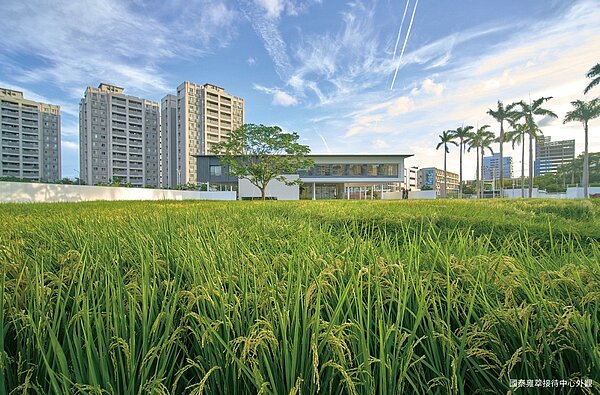 「國泰雍萃」在銷售期間,於接待中心周邊種稻米,成為民眾打卡熱點。圖/現場提供