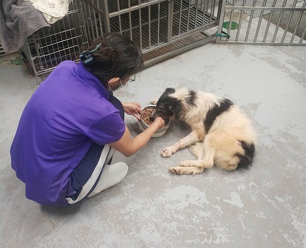 麻花是高齡犬隻，收容於中和動物之家。圖／新北市政府提供