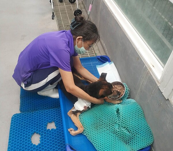 高齡老犬照護需三心合力,細心、耐心及關心。圖/新北市政府提供