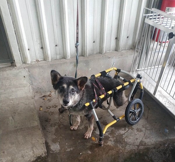 為高齡毛寶貝製作輪椅,豐富毛寶貝生活環境。圖/新北市政府提供