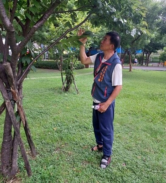 栽種櫻花,等待花開。圖/易小滿攝