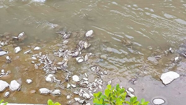 高市議員邱于軒接到民眾陳情，近期在大寮區新厝里林內路附近的大排水溝中有大量魚群暴斃。圖／高雄市議員邱于軒提供